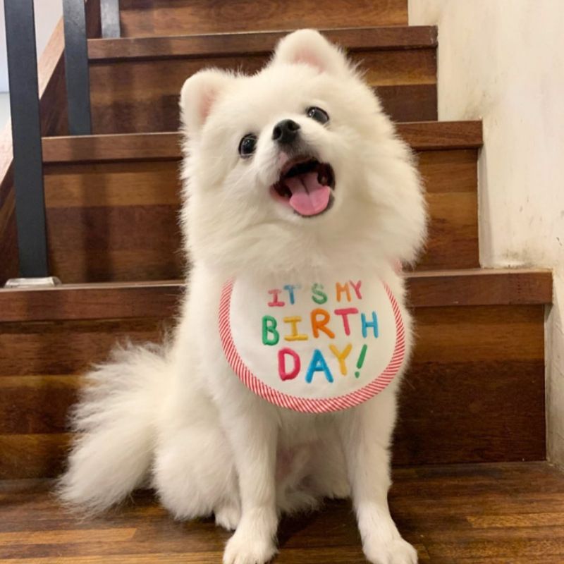 Pet birthday, Dog Birthday