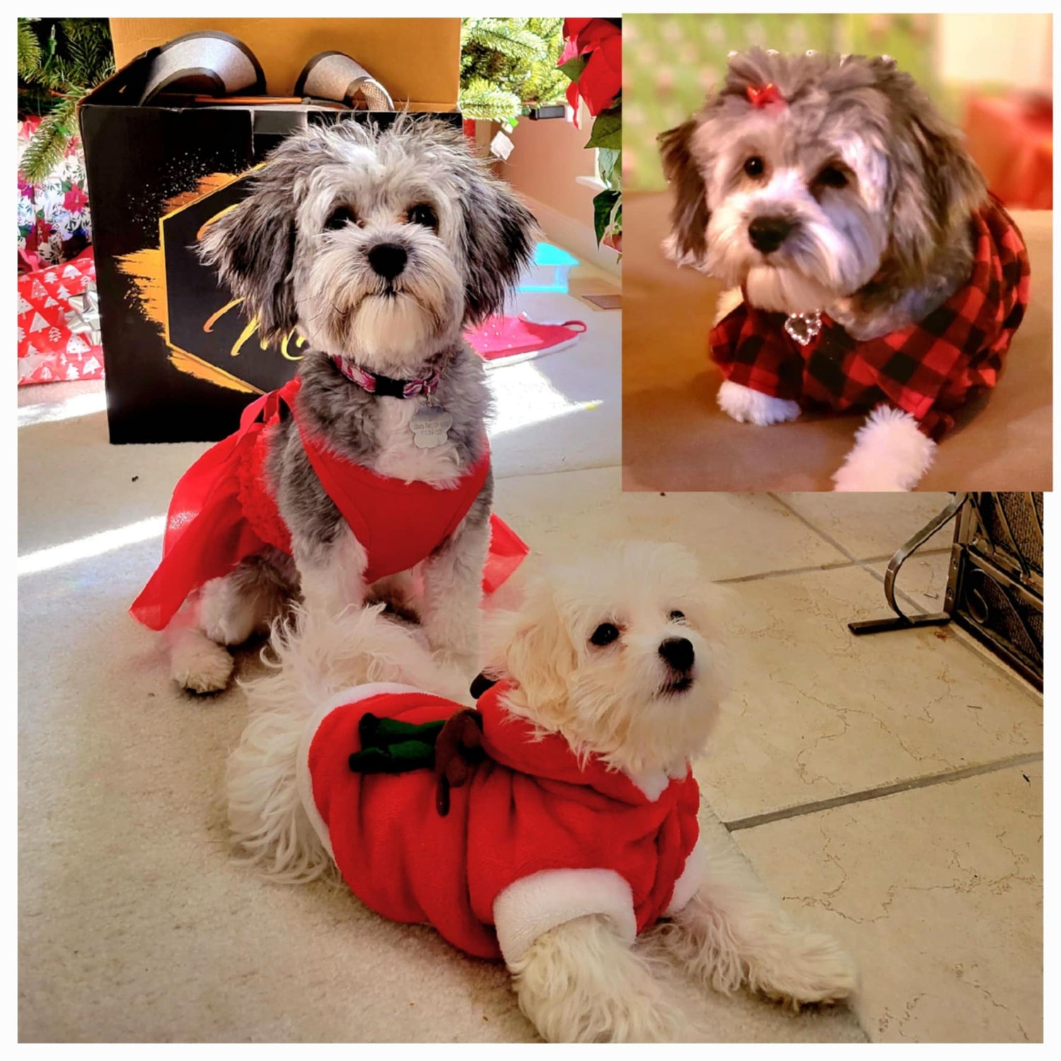 Pet Clothes